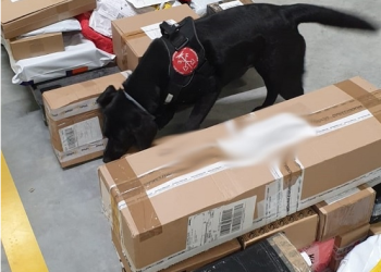 Bella zatrzymuje kontrabandę. Wywęszyła 126 kg tytoniu