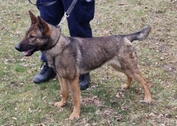 Poznajcie Matyldę – nową funkcjonariuszkę nyskiej policji