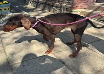 Doprowadził psa do skrajnego wycieńczenia