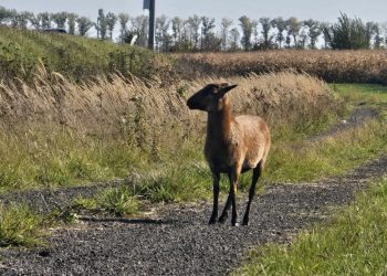 Owca kameruńska koło Prudnika – policja szuka właściciela