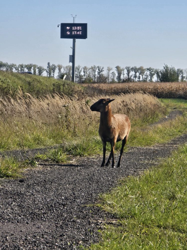 Owca kameruńska koło Prudnika – policja szuka właściciela