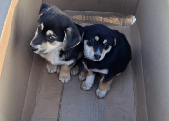 Uratowane w ostatniej chwili. Maluchy błąkały się między Racławicami a Nowym Browieńcem