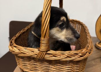 Szczęśliwy finał psiej tułaczki. „Lawina dobra” w Głogówku