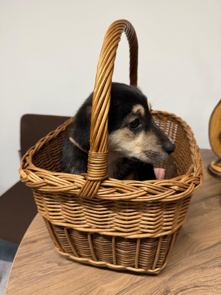 Szczęśliwy finał psiej tułaczki. „Lawina dobra” w Głogówku